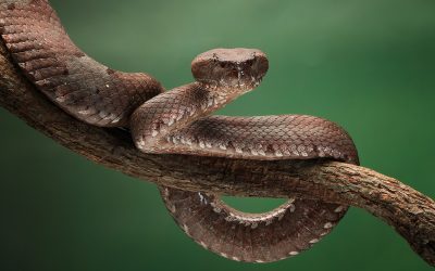 Najotrovnije životinje na svijetu