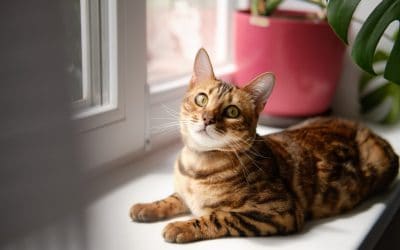 Zašto mačke predu i što time poručuju